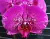 фото Фаленопсис (Phalaenopsis Dtps.Miki Firework'1414') от магазина магазина орхидей Ангелок
