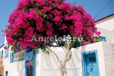 фото Бугенвиллия (Bougainvillea Vera Deep Purple) черенок от магазина магазина орхидей Ангелок