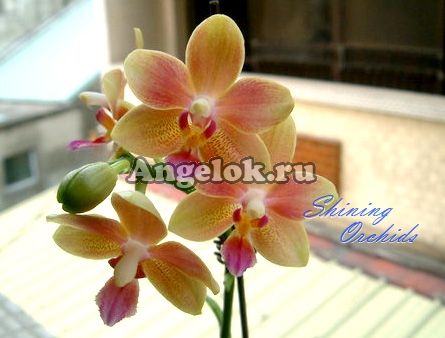 фото Фаленопсис (Dtps.Tzu Chiang Balm) Тайвань от магазина магазина орхидей Ангелок