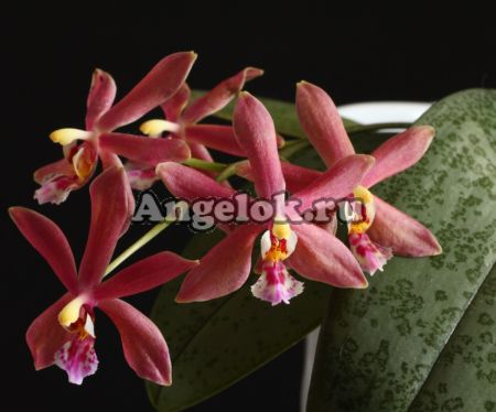 фото Фаленопсис Бронзовая Дева (Phalaenopsis Bronze Maiden) детка от магазина магазина орхидей Ангелок