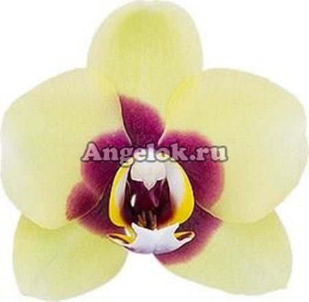 фото Фаленопсис детка (Phalaenopsis Deep Secret) от магазина магазина орхидей Ангелок