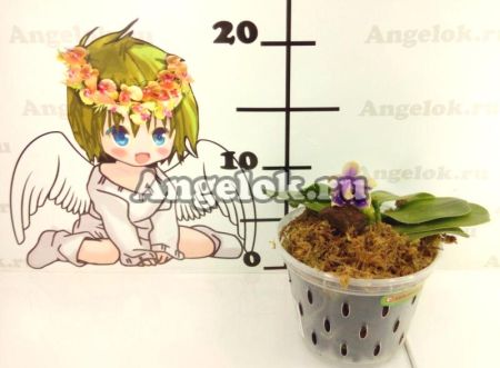 фото Фаленопсис Беллина (P.bellina v.blue × sib) Тайвань от магазина магазина орхидей Ангелок