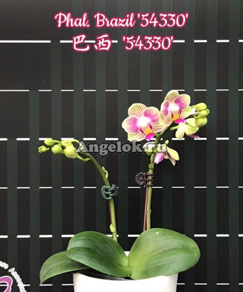 фото Фаленопсис (Phalaenopsis Brazil '54330') от магазина магазина орхидей Ангелок