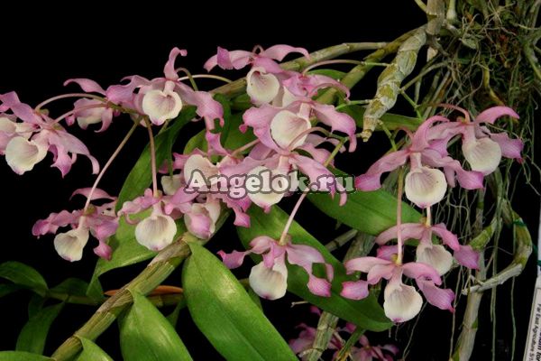 фото Дендробиум (Dendrobium tortile) от магазина магазина орхидей Ангелок