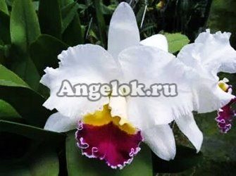 фото Каттлея (C.Taida Swan) Тайвань от магазина магазина орхидей Ангелок