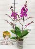 Фаленопсис бабочка (Phalaenopsis Little Pinky) пелорик