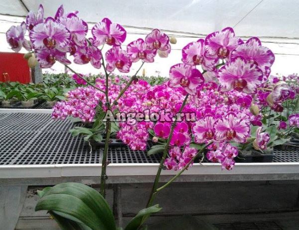 фото Фаленопсис (Phalaenopsis Juih Bao Red Rose) Тайвань от магазина магазина орхидей Ангелок