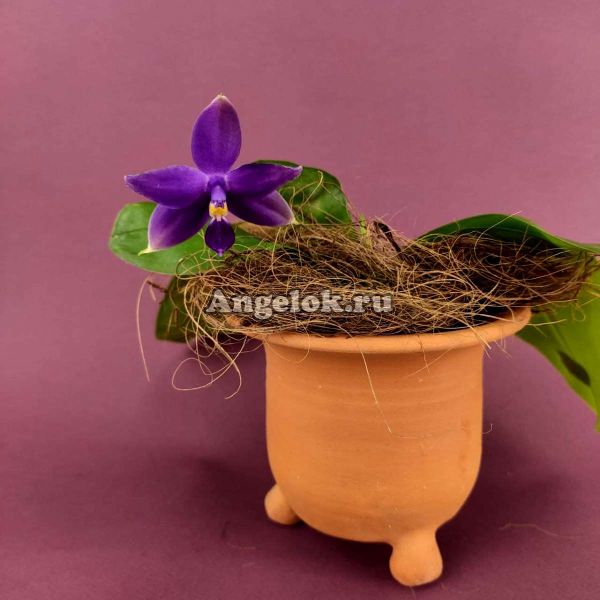 фото Фаленопсис Виолацея Индиго (Phalaenopsis violacea var. indigo × sib) Тайвань от магазина магазина орхидей Ангелок