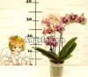 Фаленопсис Клеопатра мини (Phalenopsis Kleopatra mini)