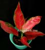 фото Аглаонема (Solid Red Anyamanee) от магазина магазина орхидей Ангелок