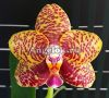фото Фаленопсис Сого Пони (Phalaenopsis Sogo Pony) Тайвань от магазина магазина орхидей Ангелок