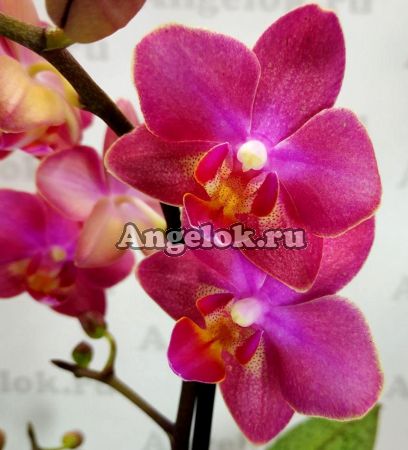 фото Фаленопсис Парфюмерная фабрика (Phalaenopsis Dusty Belle) от магазина магазина орхидей Ангелок