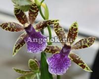 фото Зигопеталум (Zygopetalum intermedium) от магазина магазина орхидей Ангелок