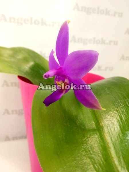 фото Фаленопсис Виолацея (Phalaenopsis violacea) от магазина магазина орхидей Ангелок