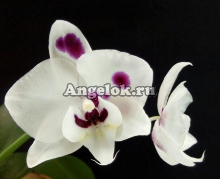 фото Фаленопсис (Phalaenopsis Brazil '64390') от магазина магазина орхидей Ангелок