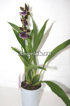 фото Зигопеталум (Zygopetalum) z-02_1 от магазина магазина орхидей Ангелок