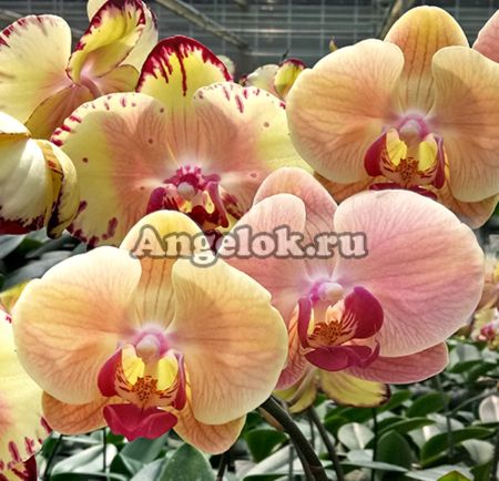 фото Фаленопсис Мики Кроун (Phalaenopsis Miki Crown '16') от магазина магазина орхидей Ангелок