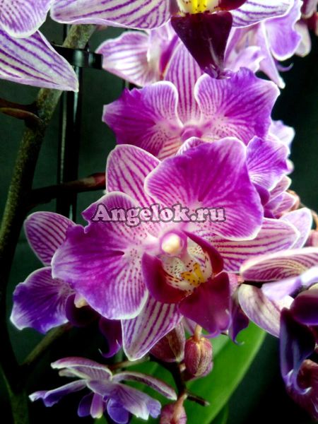 фото Фаленопсис бабочка (Phalaenopsis Santiago) пелорик от магазина магазина орхидей Ангелок
