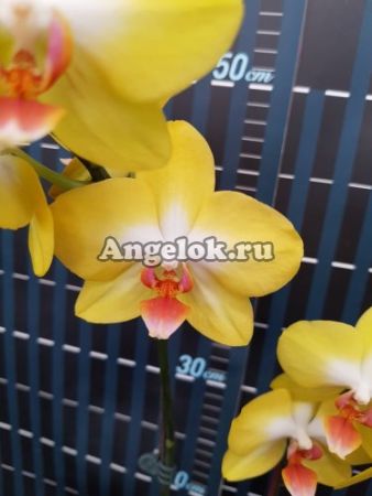 фото Фаленопсис (P.PZO Canary TOGA/SM) Тайвань от магазина магазина орхидей Ангелок