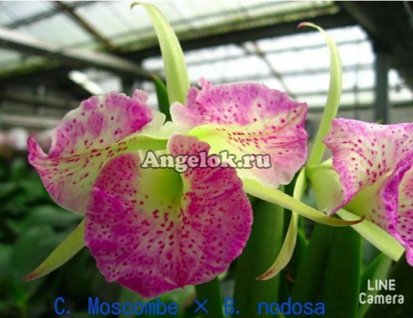фото Каттлея (C. Moscombe × B. Nodosa) Тайвань от магазина магазина орхидей Ангелок