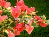 Бугенвиллия пестролистная (Bougainvillea Salmon Variegata) черенок