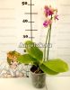 Фаленопсис Лиодоро (Phalaenopsis Liodoro)