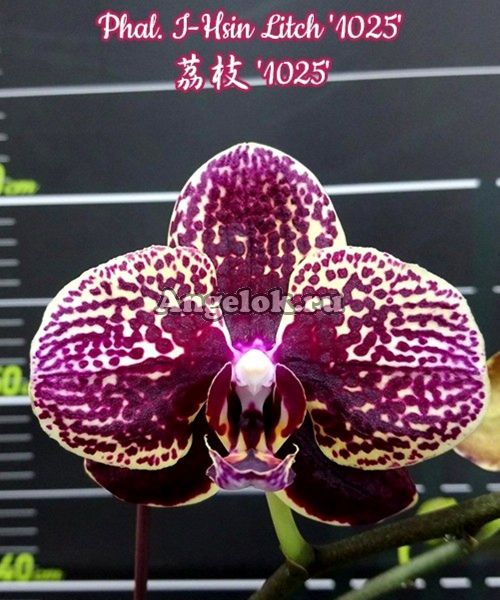 фото Фаленопсис детка (Phalaenopsis I-Hsin Litch '1025') Тайвань от магазина магазина орхидей Ангелок