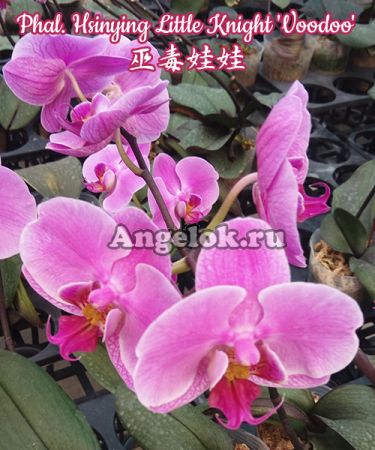 фото Фаленопсис (Phalaenopsis Hsinying Little Knight 'Voodoo') детка от магазина магазина орхидей Ангелок