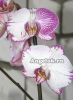 фото Фаленопсис (Phalaenopsis Minho Princess) от магазина магазина орхидей Ангелок