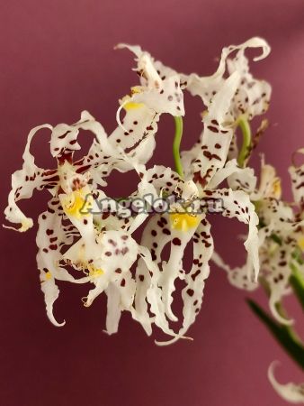 фото Одонтоглоссум (Odontoglossum naevium) от магазина магазина орхидей Ангелок