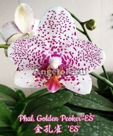 фото Фаленопсис (Phalaenopsis Golden Peoker 'ES' ) Тайвань от магазина магазина орхидей Ангелок