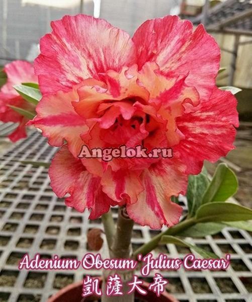 фото Адениум (Adenium obesum Julius Caesar) от магазина магазина орхидей Ангелок