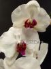 фото Фаленопсис Анкара (Phalaenopsis Ankara) от магазина магазина орхидей Ангелок