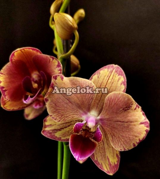 фото Фаленопсис Пират Пикоти (Phalaenopsis Pirate Picotee) от магазина магазина орхидей Ангелок