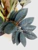 фото Замиокулькас черный (Zamioculcas Zamiifolia Black Leaf) детка от магазина магазина орхидей Ангелок