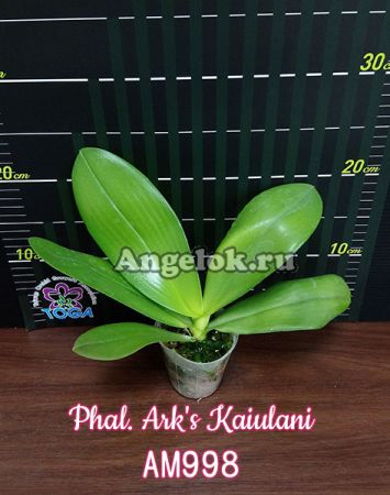 фото Фаленопсис (Phalaenopsis Ark's Kaiulani) Тайвань от магазина магазина орхидей Ангелок