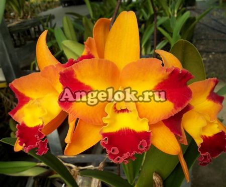 фото Каттлея детка (Rth.Chief Sunny 'Dragon') Тайвань от магазина магазина орхидей Ангелок