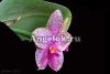 фото Фаленопсис (Phalaenopsis Mok Choui Yew x sib) Тайвань от магазина магазина орхидей Ангелок