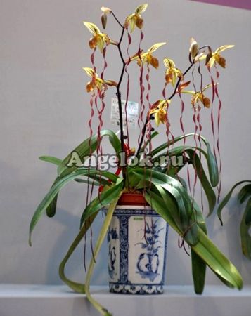 фото Пафиопедилум Сандера (Paph. sanderianum) от магазина магазина орхидей Ангелок