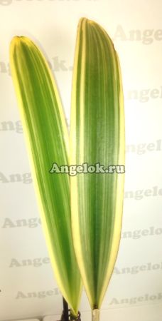 фото Каттлея (C.Moscombe (variegata)) Тайвань от магазина магазина орхидей Ангелок
