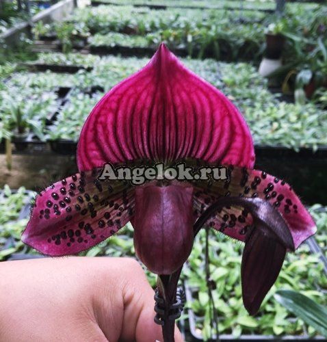фото Пафиопедилум (Paph.Hsinying Leopard × Red Shift × sib) от магазина магазина орхидей Ангелок