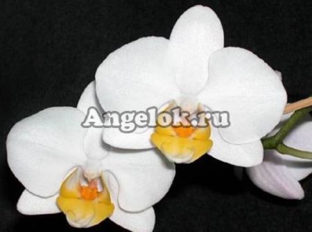 фото Фаленопсис (Phalaenopsis ) ph-02 от магазина магазина орхидей Ангелок