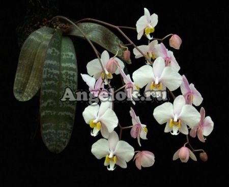 фото Фаленопсис Филиппинский (Phalaenopsis philippinensis) от магазина магазина орхидей Ангелок