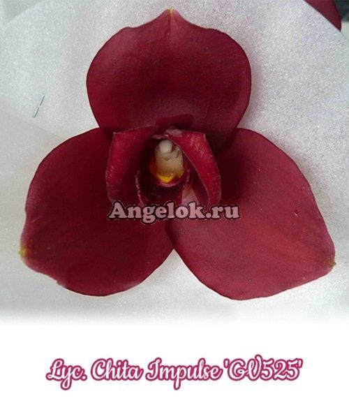 фото Ликаста (Lyc. Chita Impulse) Тайвань от магазина магазина орхидей Ангелок