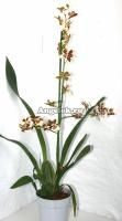 фото Камбрия (Colmanara Tropic Jungle) от магазина магазина орхидей Ангелок