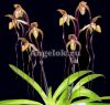 фото Пафиопедилум (Paphiopedilum Angel Hair) от магазина магазина орхидей Ангелок