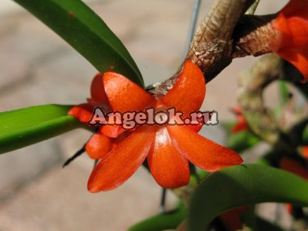 фото Цератостилис (Ceratostylis rubra × sib) Тайвань от магазина магазина орхидей Ангелок