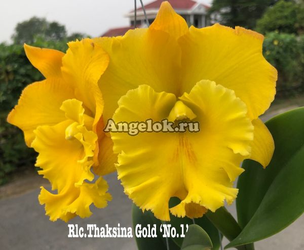 фото Каттлея (Rlc.Thaksina Gold 'No.1') от магазина магазина орхидей Ангелок