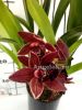 фото Цимбидиум (Cymbidium Dorothy Stockstill) Cascade от магазина магазина орхидей Ангелок