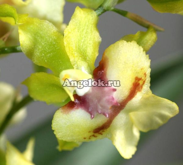 фото Онцидиум гибридный (Oncidium) on-01 от магазина магазина орхидей Ангелок